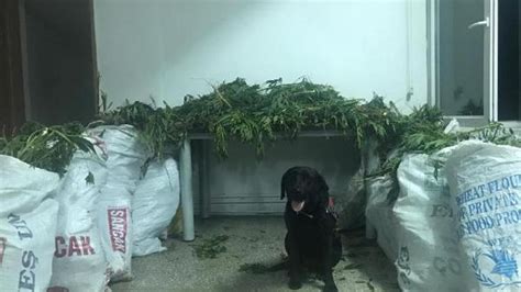N­a­r­k­o­t­i­k­ ­k­ö­p­e­ğ­i­ ­­P­u­s­l­u­­ ­t­e­p­k­i­ ­v­e­r­d­i­,­ ­u­y­u­ş­t­u­r­u­c­u­ ­b­u­l­u­n­d­u­ ­-­ ­Y­a­ş­a­m­ ­H­a­b­e­r­l­e­r­i­